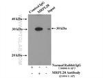 MRPL28 Antibody in Immunoprecipitation (IP)