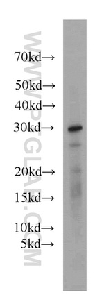 MRPL28 Antibody in Western Blot (WB)