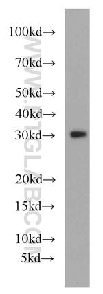 MRPL28 Antibody in Western Blot (WB)