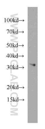 MRPL28 Antibody in Western Blot (WB)