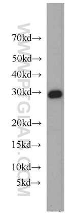 MRPL28 Antibody in Western Blot (WB)