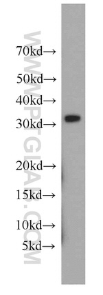 MRPL28 Antibody in Western Blot (WB)