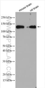 NRCAM Antibody in Western Blot (WB)