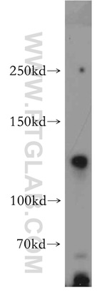 NRCAM Antibody in Western Blot (WB)