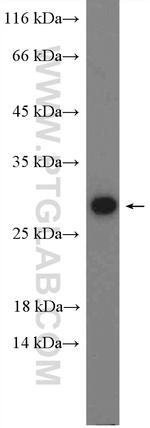 ADIPOQ Antibody in Western Blot (WB)