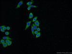 FHL2 Antibody in Immunocytochemistry (ICC/IF)