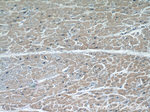 FHL2 Antibody in Immunohistochemistry (Paraffin) (IHC (P))