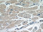 FHL2 Antibody in Immunohistochemistry (Paraffin) (IHC (P))