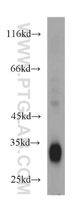 FHL2 Antibody in Western Blot (WB)