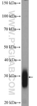 FHL2 Antibody in Western Blot (WB)