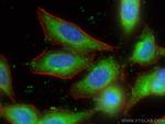 TMED9 Antibody in Immunocytochemistry (ICC/IF)