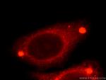 TMED9 Antibody in Immunocytochemistry (ICC/IF)