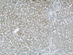 TMED9 Antibody in Immunohistochemistry (Paraffin) (IHC (P))