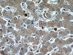 TMED9 Antibody in Immunohistochemistry (Paraffin) (IHC (P))