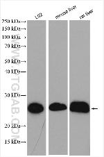 TMED9 Antibody in Western Blot (WB)