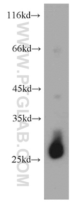 TMED9 Antibody in Western Blot (WB)