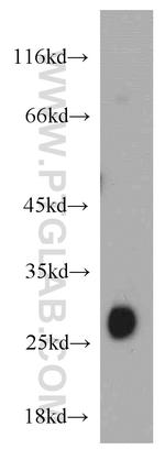 TMED9 Antibody in Western Blot (WB)