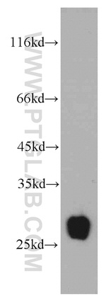 TMED9 Antibody in Western Blot (WB)