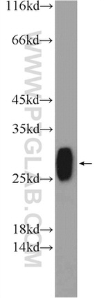 TMED9 Antibody in Western Blot (WB)