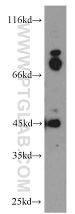 GPBP1 Antibody in Western Blot (WB)