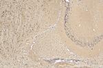 STRN Antibody in Immunohistochemistry (Paraffin) (IHC (P))