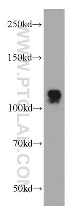 STRN Antibody in Western Blot (WB)