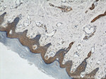 KIF5B Antibody in Immunohistochemistry (Paraffin) (IHC (P))