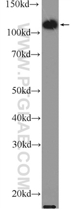 KIF5B Antibody in Western Blot (WB)