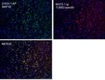 MAP1B Antibody in Immunohistochemistry (PFA fixed) (IHC (PFA))