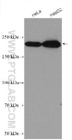 SMARCA4/BRG1 Antibody in Western Blot (WB)