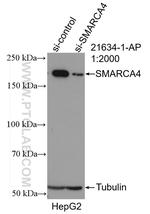 SMARCA4/BRG1 Antibody in Western Blot (WB)