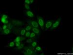 GBX2 Antibody in Immunocytochemistry (ICC/IF)