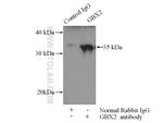 GBX2 Antibody in Immunoprecipitation (IP)