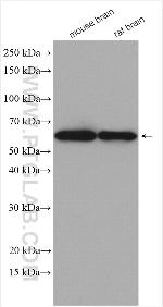 AKT3 Antibody in Western Blot (WB)