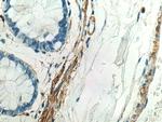 MYLK Antibody in Immunohistochemistry (Paraffin) (IHC (P))