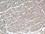 PRKG1 Antibody in Immunohistochemistry (Paraffin) (IHC (P))