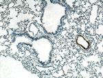 Cardiac Troponin I Antibody in Immunohistochemistry (Paraffin) (IHC (P))