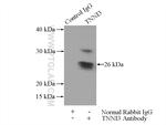 Cardiac Troponin I Antibody in Immunoprecipitation (IP)