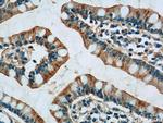 PPYR1 Antibody in Immunohistochemistry (Paraffin) (IHC (P))