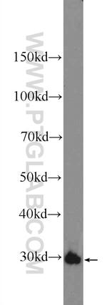 CDX1 Antibody in Western Blot (WB)