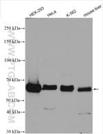 SESN1 Antibody in Western Blot (WB)