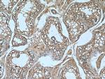 NANOS3 Antibody in Immunohistochemistry (Paraffin) (IHC (P))