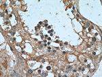 NANOS3 Antibody in Immunohistochemistry (Paraffin) (IHC (P))