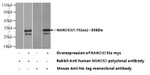 NANOS3 Antibody in Western Blot (WB)