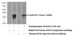 NANOS3 Antibody in Western Blot (WB)