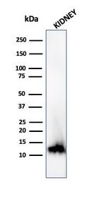 Fatty Acid Binding Protein (Liver)/FABP1 Antibody in Western Blot (WB)