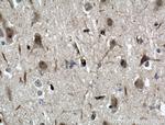 ODZ1 Antibody in Immunohistochemistry (Paraffin) (IHC (P))