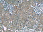 NEDD4 Antibody in Immunohistochemistry (Paraffin) (IHC (P))