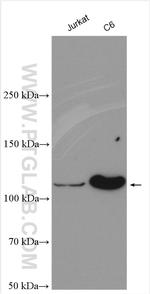 NEDD4 Antibody in Western Blot (WB)