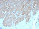 Heart Fatty Acid Binding Protein (H-FABP)/FABP3 Antibody in Immunohistochemistry (Paraffin) (IHC (P))